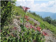 Lonicera caprifolium - Savignone - 2010 - Flowers&Fauna - Summer - Voto: Non  - Last Visit: 26/9/2023 12.5.7 