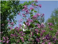  Lunaria - Savignone - 2002 - Flowers&Fauna - Summer - Voto: Non  - Last Visit: 29/9/2023 2.57.44 