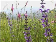  Meadows in May - Savignone - 2004 - Flowers&Fauna - Summer - Voto: Non  - Last Visit: 24/9/2023 19.33.58 