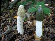 Mushrooms: Phallus  impudicus - Savignone - 2005 - Flowers&Fauna - Summer - Voto: Non  - Last Visit: 22/10/2023 17.36.7 