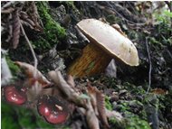 Mushrooms - Savignone - 2002 - Flowers&Fauna - Winter - Voto: Non  - Last Visit: 27/1/2024 17.31.9 