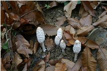  Mushrooms - Savignone - 2006 - Flowers&Fauna - Winter - Voto: Non  - Last Visit: 26/9/2023 15.56.40 