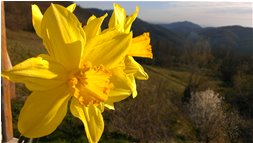 Narciso domestico - Savignone - 2015 - Flowers&Fauna - Summer - Voto: Non  - Last Visit: 24/1/2024 19.20.46 