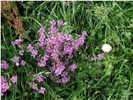  Poligala flowers - Savignone - 2004 - Flowers&Fauna - Summer - Voto: Non  - Last Visit: 25/9/2023 15.28.45 