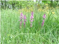  Polygala vulgaris - Savignone - <2001 - Flowers&Fauna - Summer - Voto: Non  - Last Visit: 29/9/2023 13.31.30 