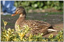  Posing duck - Savignone - 2005 - Flowers&Fauna - Summer - Voto: Non  - Last Visit: 26/2/2024 16.34.13 