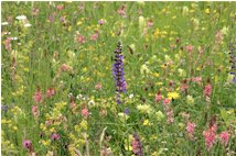  Prati di maggio: una tavolozza di colori - Savignone - 2008 - Flowers&Fauna - Summer - Voto: Non  - Last Visit: 27/9/2023 11.3.46 