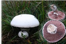  Psaliota campestris mushrooms - Savignone - 2006 - Flowers&Fauna - Winter - Voto: Non  - Last Visit: 5/11/2023 12.29.27 