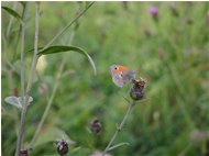  Pyronia butterfly - Savignone - 2005 - Flowers&Fauna - Summer - Voto: Non  - Last Visit: 13/4/2024 13.48.43 