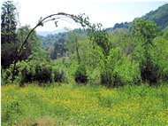  Ranunculus meadows - Savignone - 2010 - Flowers&Fauna - Summer - Voto: Non  - Last Visit: 28/9/2023 15.8.0 