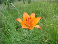  Red lily (lilium bulbiferum) - Savignone - <2001 - Flowers&Fauna - Summer - Voto: Non  - Last Visit: 26/9/2023 8.51.13 