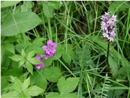  Savage geranium and orchid - Savignone - 2002 - Flowers&Fauna - Summer - Voto: Non  - Last Visit: 13/3/2024 21.18.55 