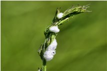  Schiuma depositata da un insetto per la difesa delle uova - Savignone - 2009 - Flowers&Fauna - Summer - Voto: Non  - Last Visit: 22/1/2024 5.34.50 