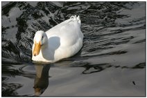  Soaking duck - Savignone - 2005 - Flowers&Fauna - Summer - Voto: Non  - Last Visit: 21/9/2023 14.6.13 