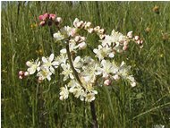  Ulmaria - Savignone - 2004 - Flowers&Fauna - Summer - Voto: Non  - Last Visit: 25/9/2023 3.14.1 