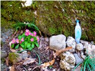  Un'apparizione nel bosco - Savignone - 2016 - Flowers&Fauna - Summer - Voto: Non  - Last Visit: 26/9/2023 8.36.55 