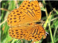  Una farfalla argynnis aglaia - Savignone - 2010 - Flowers&Fauna - Summer - Voto: Non  - Last Visit: 29/9/2023 21.21.19 