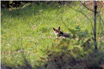  Unaware fox - Savignone - 2008 - Flowers&Fauna - Winter - Voto: 8    - Last Visit: 30/1/2024 11.46.54 