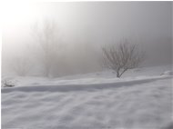  Neve e Nebbia a Montemaggio - Savignone - 2021 - Landscapes - Winter - Voto: Non  - Last Visit: 21/1/2024 20.29.39 