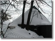 Foto Savignone - Paesi - Cumuli di neve
