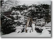 Fotografie Savignone - Paesi - Resisterà la legnaia sotto la neve?