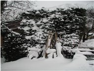  Resisterà la legnaia sotto la neve? - Savignone - 2005 - Paesi - Inverno - Voto: Non  - Last Visit: 28/9/2023 6.27.54 