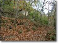 Foto Savignone - Paesi - A passeggio nel bosco