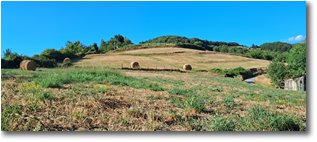 Fotografie Savignone - Panorami - Fienagione pendici Monte Capellino