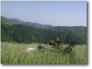 Foto Savignone - Panorami - Il mio cane, Brina