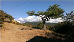  Il pino del monte Pianetto - Savignone - 2013 - Panorami - Estate - Voto: Non  - Last Visit: 25/5/2024 9.19.56 