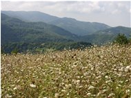  Prati d'agosto: l'invasione delle ombrellifere - Savignone - 2005 - Panorami - Estate - Voto: Non  - Last Visit: 25/9/2023 14.38.23 