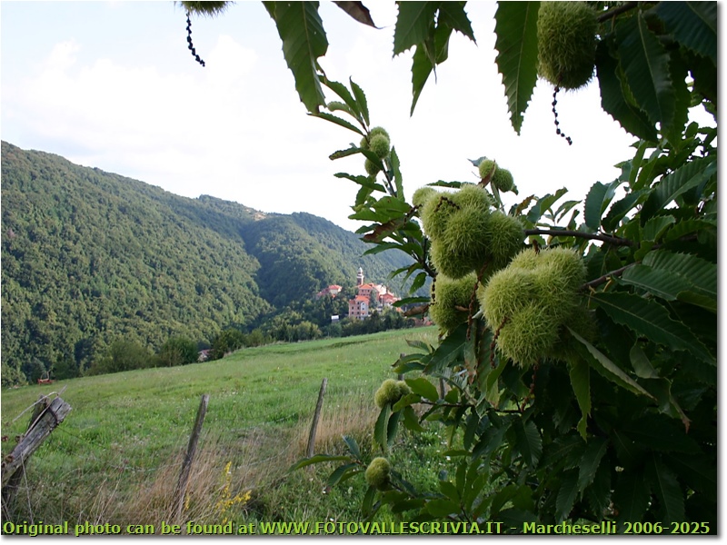 Ricci di castagno: l’autunno è alle porte - Savignone - 2005 - Panorami - Estate - Canon EOS 300D