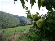  Ricci di castagno: l’autunno è alle porte - Savignone - 2005 - Panorami - Estate - Voto: 10   - Last Visit: 16/10/2021 17.34.27 