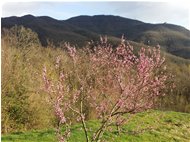  Vista primaverile su M. Maggio - Savignone - 2022 - Panorami - Estate - Voto: Non  - Last Visit: 13/4/2024 19.29.28 