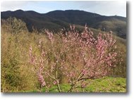 Fotografie Savignone - Panorami - Vista primaverile su M. Maggio