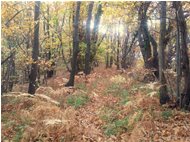  Bosco in autunno - Savignone - 2018 - Woods - Winter - Voto: Non  - Last Visit: 20/9/2023 7.6.16 