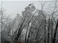  Brinata nel boscco - Savignone - 2005 - Woods - Winter - Voto: 6    - Last Visit: 26/9/2023 13.50.6 