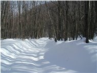  Costalovaia: una strada inenvata nel bosco - Savignone - 2005 - Woods - Winter - Voto: 9    - Last Visit: 25/2/2024 18.37.4 
