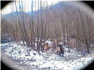  Incontri nella Valle Rio Maggione - Savignone - 2015 - Woods - Winter - Voto: Non  - Last Visit: 27/9/2023 16.36.42 