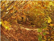 Interno di bosco in autunno - Savignone - 2005 - Woods - Winter - Voto: Non  - Last Visit: 8/5/2024 18.17.31 