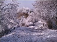  Inverno sul Monte Pianetto - Savignone - 2011 - Woods - Winter - Voto: Non  - Last Visit: 25/9/2023 7.6.11 