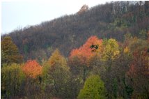  November 2006: last colored spots - Savignone - 2007 - Woods - Winter - Voto: 8    - Last Visit: 25/5/2024 7.36.22 