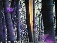  Rime damages - Savignone - 2002 - Woods - Winter - Voto: Non  - Last Visit: 24/9/2023 17.6.48 