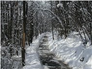  Savignone: strada inenvata nel bosco a La Vittoria - Savignone - 2005 - Woods - Winter - Voto: 10   - Last Visit: 28/9/2023 13.46.56 