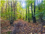  Sentieri in autunno - Savignone - 2017 - Woods - Winter - Voto: Non  - Last Visit: 24/1/2024 22.43.57 
