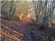  Sentieri in autunno - Savignone - 2017 - Woods - Winter - Voto: Non  - Last Visit: 28/12/2023 21.48.51 