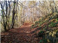  Sentieri in autunno - Savignone - 2017 - Woods - Winter - Voto: Non  - Last Visit: 26/9/2023 16.54.49 