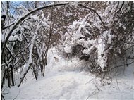  Sentiero Casella-Monte Maggio: chiuso per neve - Savignone - 2010 - Woods - Winter - Voto: Non  - Last Visit: 25/9/2023 12.29.33 