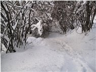  Sentiero Casella-Monte Maggio: chiuso per neve - Savignone - 2010 - Woods - Winter - Voto: Non  - Last Visit: 28/9/2023 16.11.13 