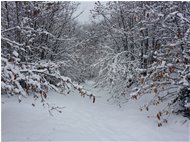 Sentiero nei boschi di Costalovaia - Savignone - 2015 - Woods - Winter - Voto: Non  - Last Visit: 28/9/2023 13.58.15 